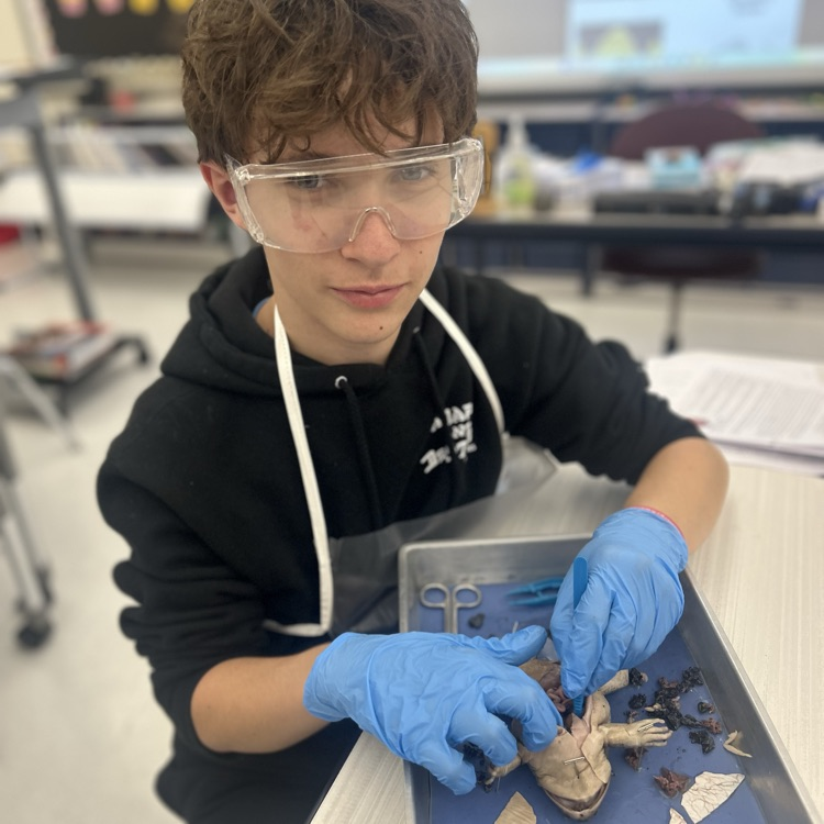 As a conclusion to our unit on body systems, 7th grade dissected frogs! It was fascinating to see! #lifescience #handsonlearning