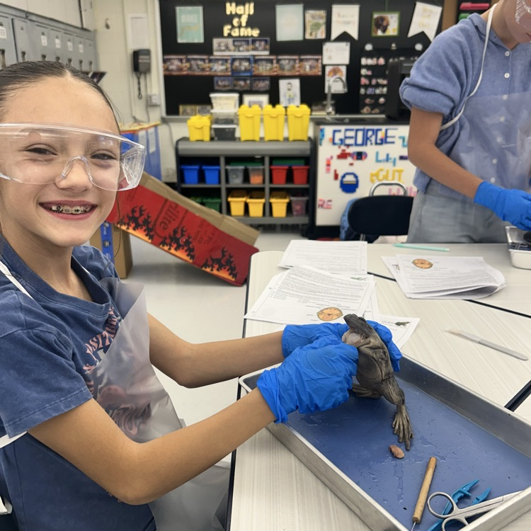 As a conclusion to our unit on body systems, 7th grade dissected frogs! It was fascinating to see! #lifescience #handsonlearning