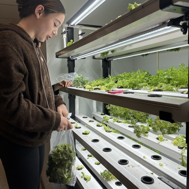 Time to harvest our lettuce! Our aquaponic system makes the tastiest snack!