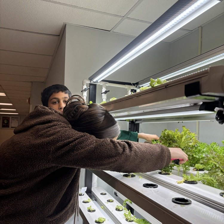 Time to harvest our lettuce! Our aquaponic system makes the tastiest snack!