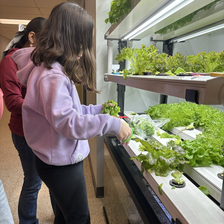 Time to harvest our lettuce! Our aquaponic system makes the tastiest snack!