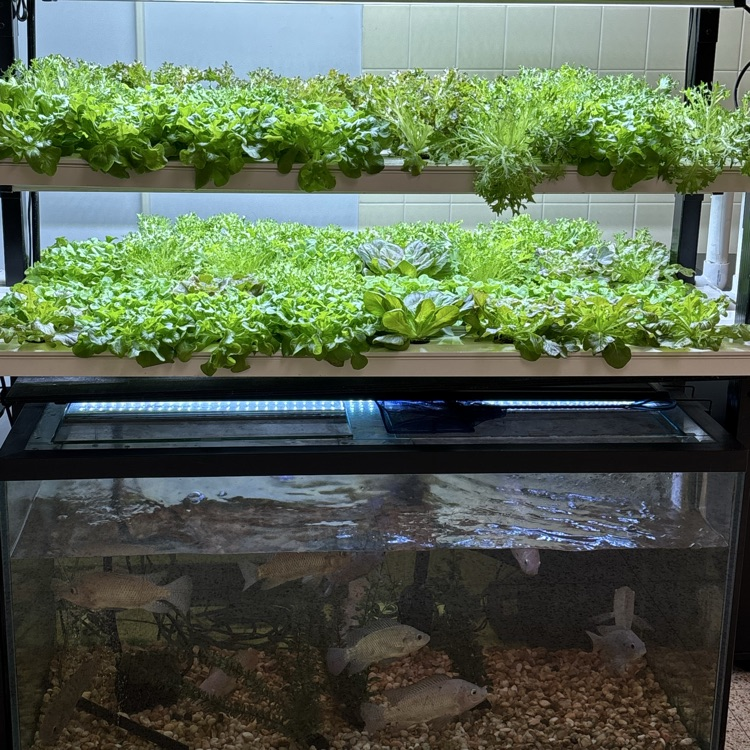 Time to harvest our lettuce! Our aquaponic system makes the tastiest snack!
