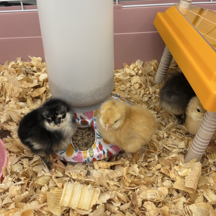 For the past 3 weeks our students have been anxiously watching and waiting...but the wait is over! Our baby chicks have arrived! 🐥