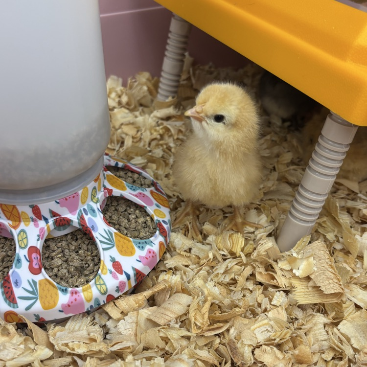 For the past 3 weeks our students have been anxiously watching and waiting...but the wait is over! Our baby chicks have arrived! 🐥