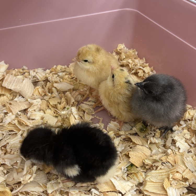 For the past 3 weeks our students have been anxiously watching and waiting...but the wait is over! Our baby chicks have arrived! 🐥