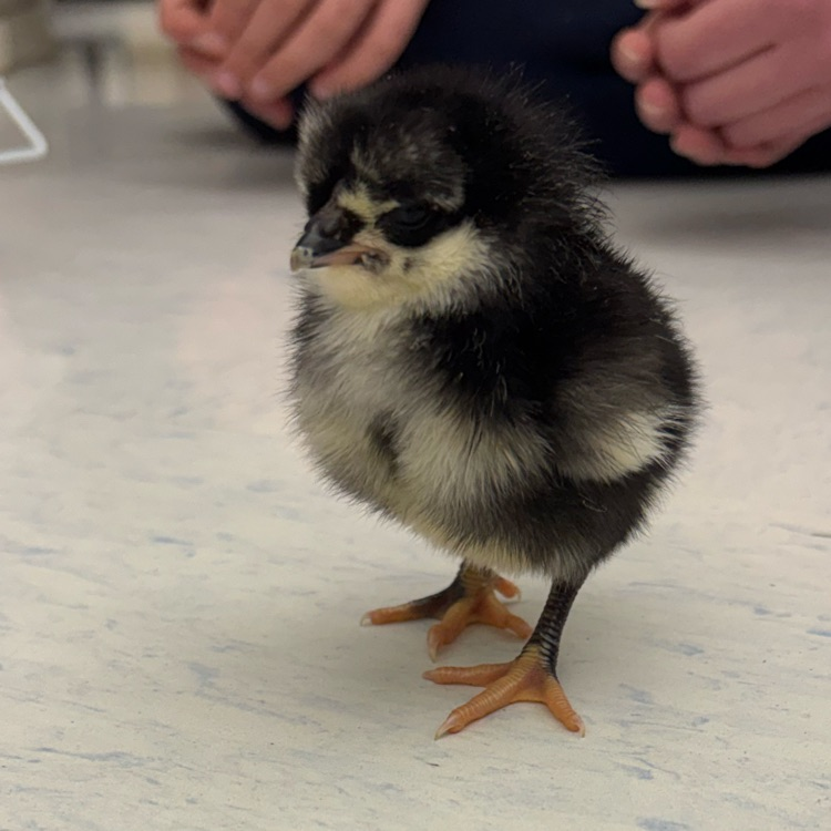 For the past 3 weeks our students have been anxiously watching and waiting...but the wait is over! Our baby chicks have arrived! 🐥