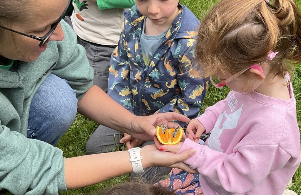 Butterfly release