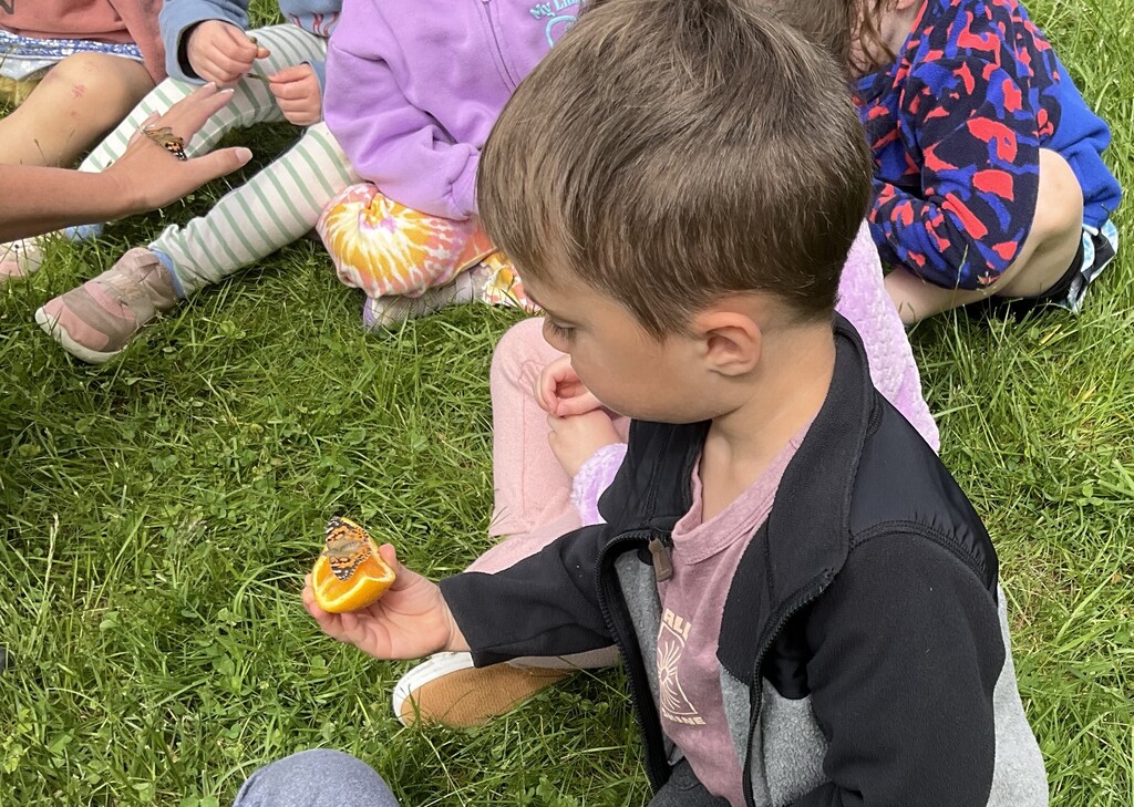 Butterfly release