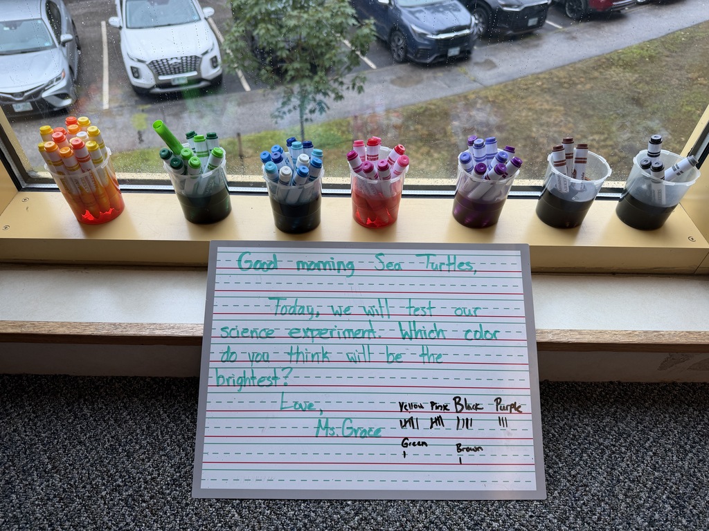 Sea Turtles Activity