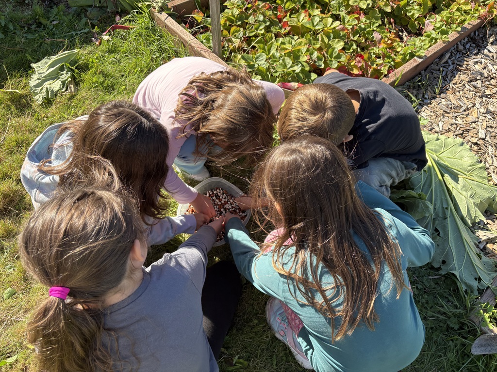 Students at Clear Lake Elementary participate in a Farm to School garden lesson with educator Adele Eslinger, learning about composting and seeds before helping with fall garden cleanup.