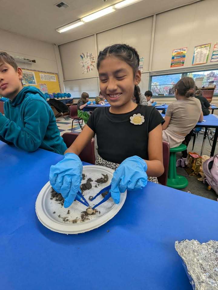 Students in Mrs. Quatsoe’s sixth grade class at Mary Purcell Elementary dissect owl pellets, examining small bones and other remains. Mrs. Quatsoe collected the pellets herself so each student could participate.