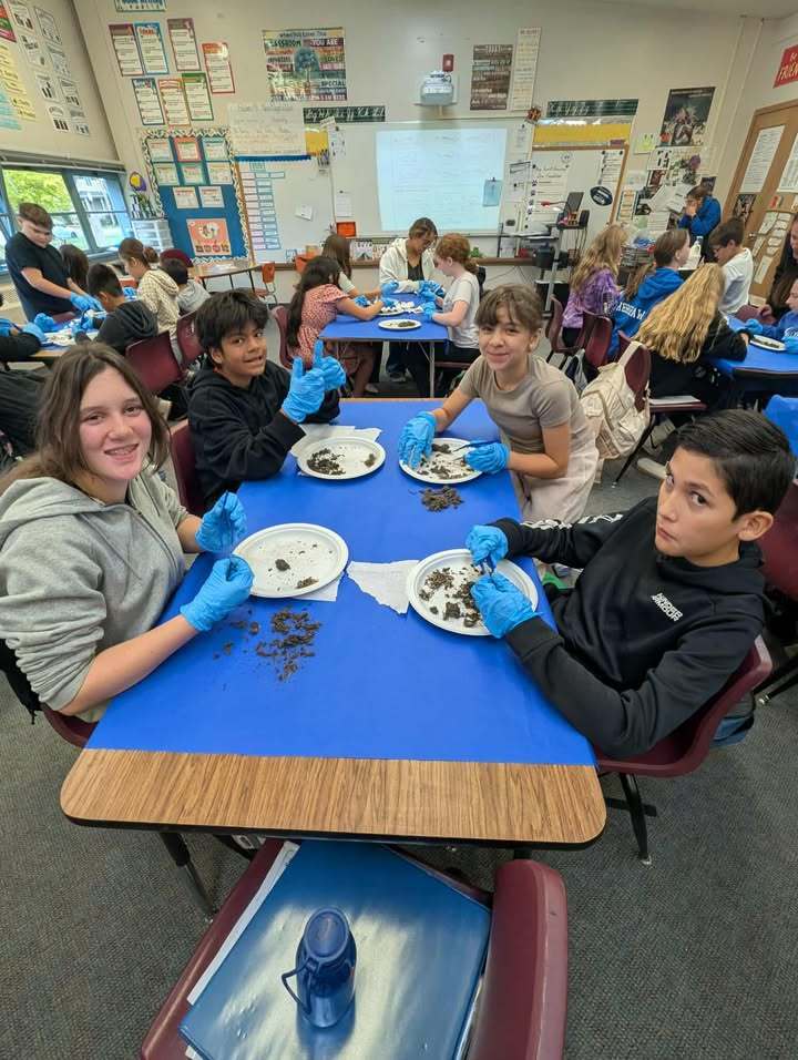 Students in Mrs. Quatsoe’s sixth grade class at Mary Purcell Elementary dissect owl pellets, examining small bones and other remains. Mrs. Quatsoe collected the pellets herself so each student could participate.