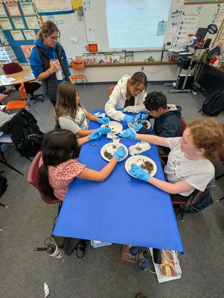 Students in Mrs. Quatsoe’s sixth grade class at Mary Purcell Elementary dissect owl pellets, examining small bones and other remains. Mrs. Quatsoe collected the pellets herself so each student could participate.