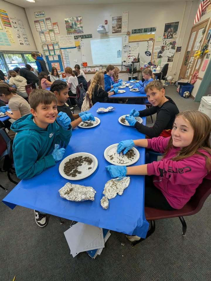 Students in Mrs. Quatsoe’s sixth grade class at Mary Purcell Elementary dissect owl pellets, examining small bones and other remains. Mrs. Quatsoe collected the pellets herself so each student could participate.