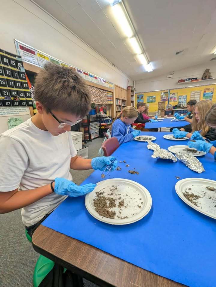 Students in Mrs. Quatsoe’s sixth grade class at Mary Purcell Elementary dissect owl pellets, examining small bones and other remains. Mrs. Quatsoe collected the pellets herself so each student could participate.