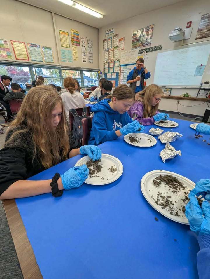 Students in Mrs. Quatsoe’s sixth grade class at Mary Purcell Elementary dissect owl pellets, examining small bones and other remains. Mrs. Quatsoe collected the pellets herself so each student could participate.