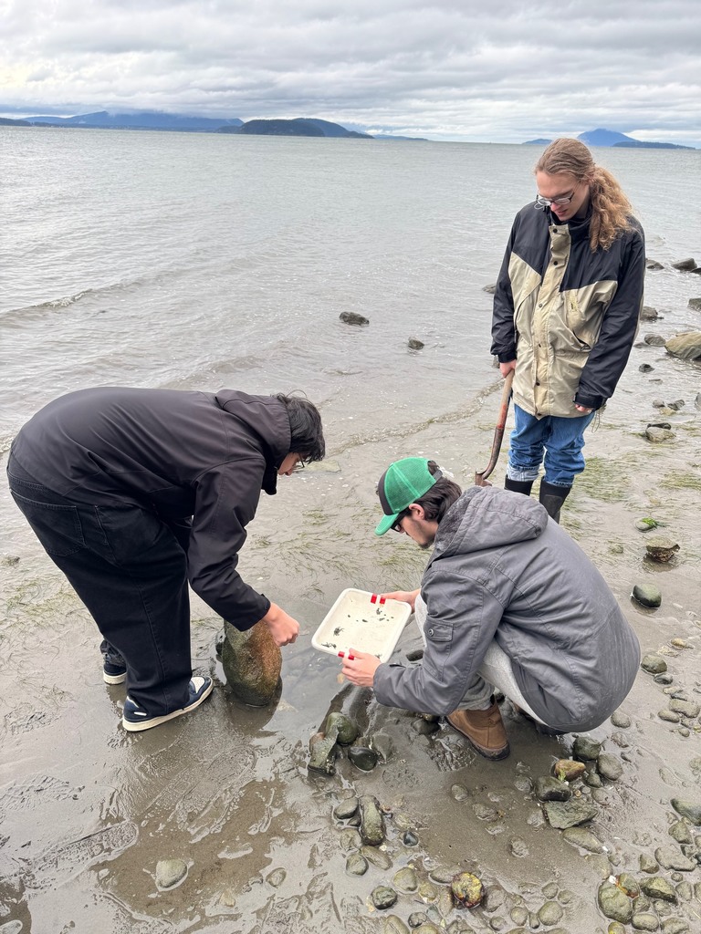 Students explore the shoreline at Padilla Bay during a field trip, collecting small marine organisms and examining them up close as part of a hands-on science learning experience about estuaries.