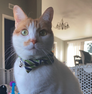 A white and yellow cat wearing a bow tie. 