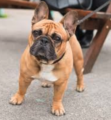 A small dog staring into the camera. 