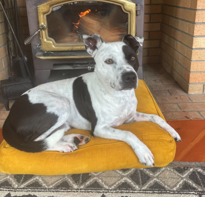 A large black and white dog sitting on a cushion in front of a fire. 