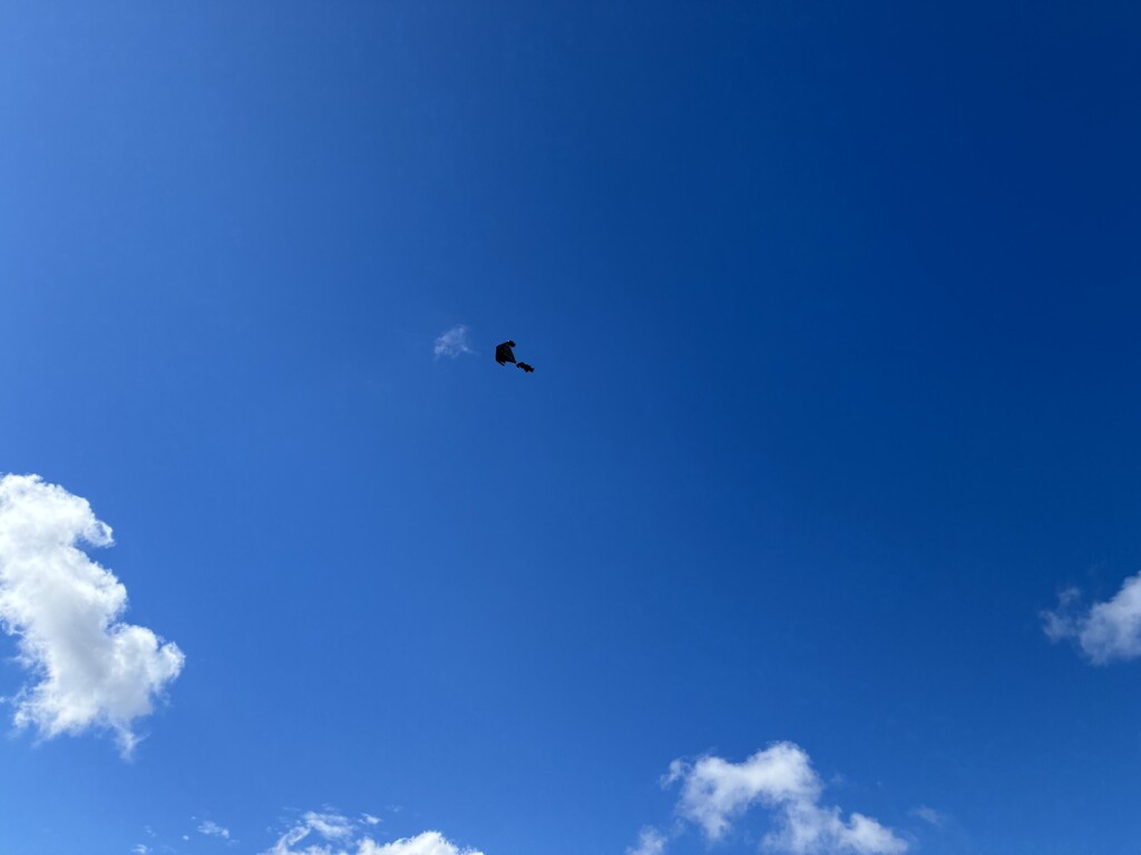 Kite