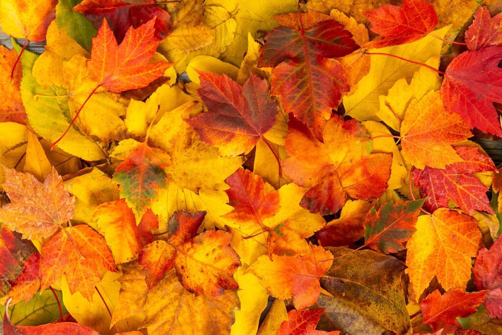 Fall Colors