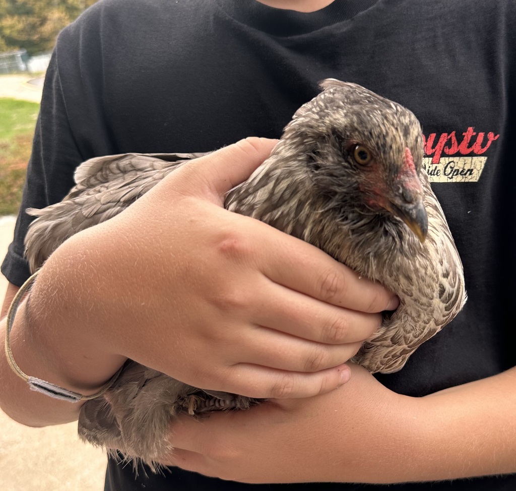 Wild Chicken