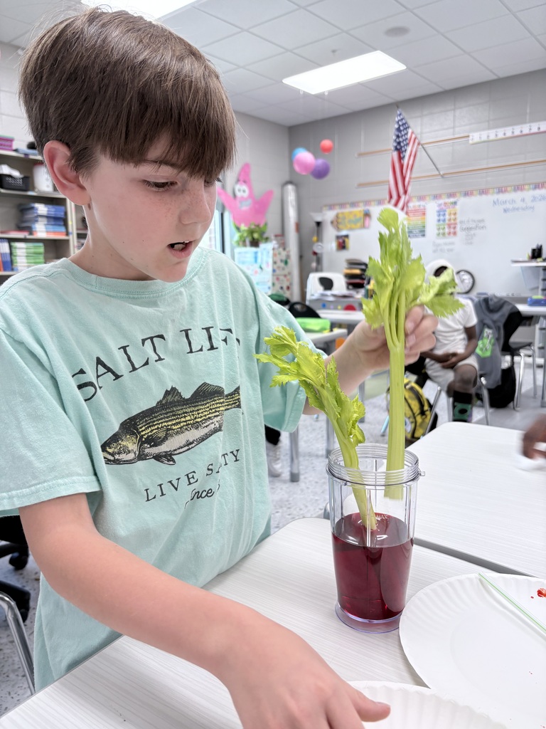 Mrs. Lawhorn's and Mr. Castor's class enjoyed learning about the parts and functions of a plant as part of their cells unit.  On Wednesday , they started a science experiment and will observe  just how water and nutrients are transported to the leaves through the stem of a plant. 