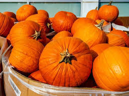 Pumpkins Available