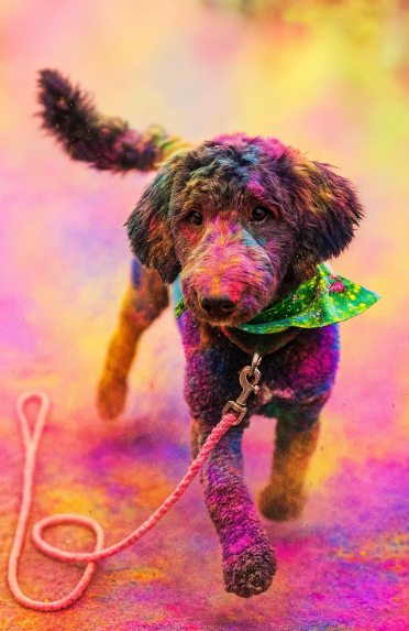Stella covered in colored powder