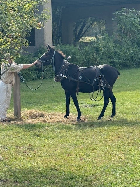 Mule