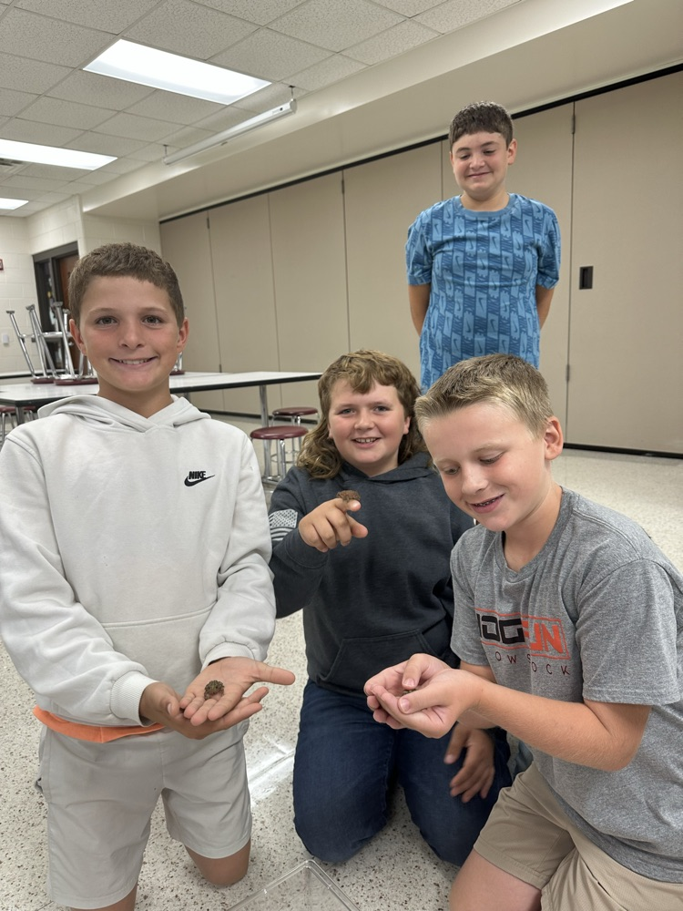 Tree Frogs 