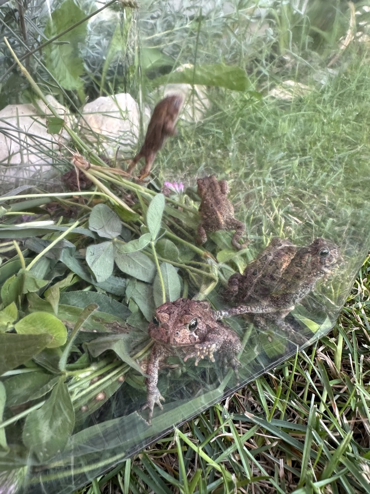 exploring tree frogs 
