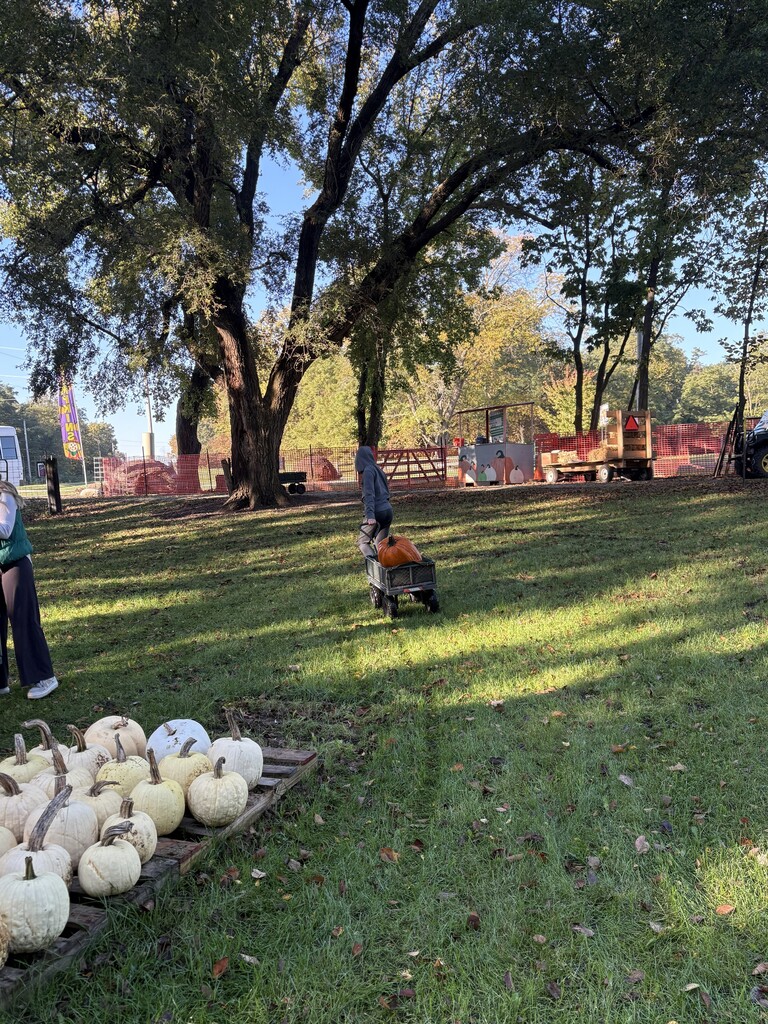 Using a cart to bring our pumpkins to the bus