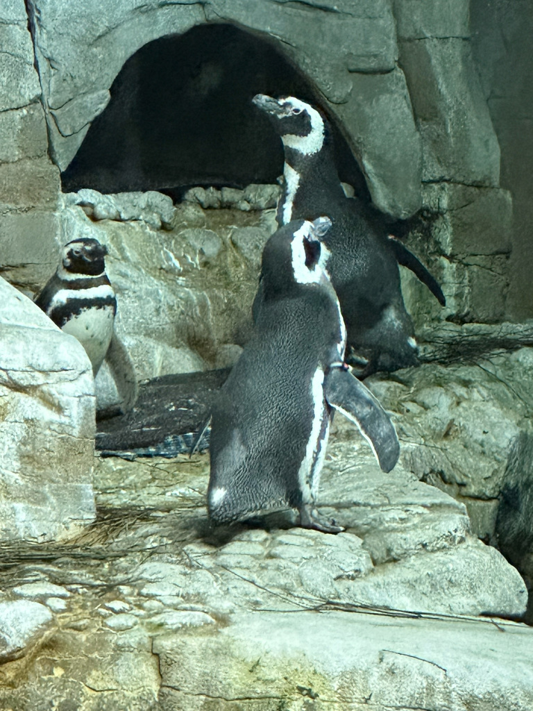 RISE took 74 students to the Shedd Aquarium in Chicago for our annual RISE member field trip on Monday.