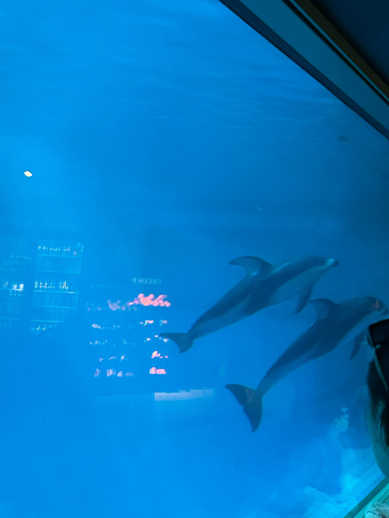 RISE took 74 students to the Shedd Aquarium in Chicago for our annual RISE member field trip on Monday.