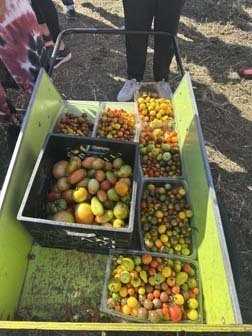 The Student Council recently traveled to the Island Harvest Healthy Harvest Farm in Brentwood.