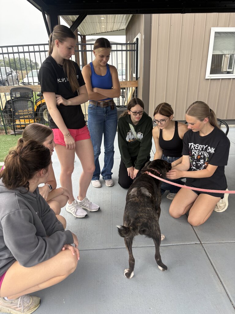 Service work at Blue River Pet Rescue