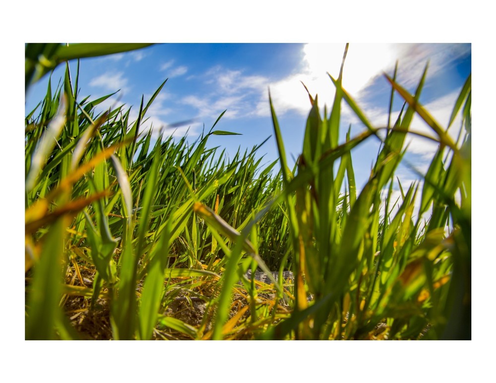 Grass with blue sky and puffy clouds
