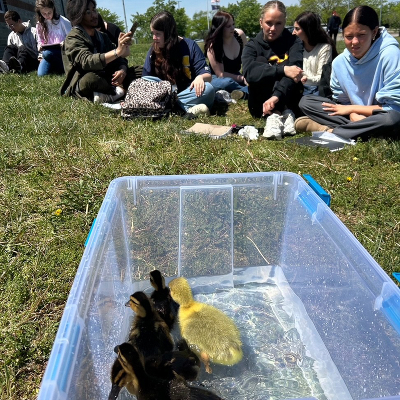 chicks in a plastic box outdoors are surrounded by students sitting in the grass