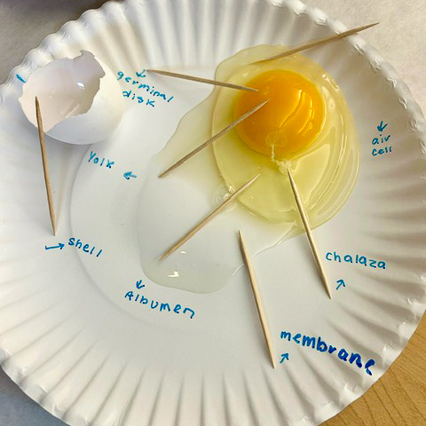 pictures of the incubation project