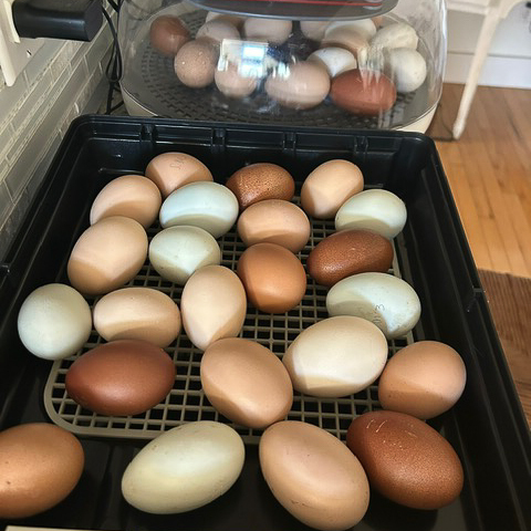pictures of the incubation project