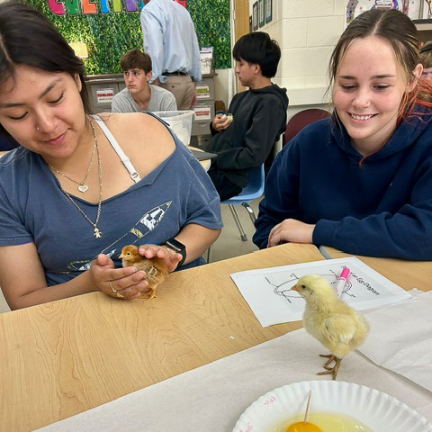 pictures of the incubation project