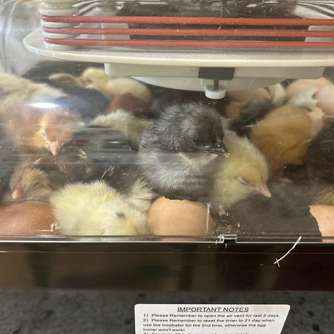 pictures of the incubation project
