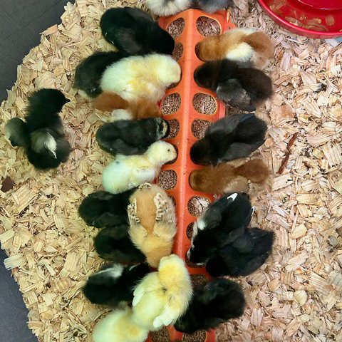 pictures of the incubation project