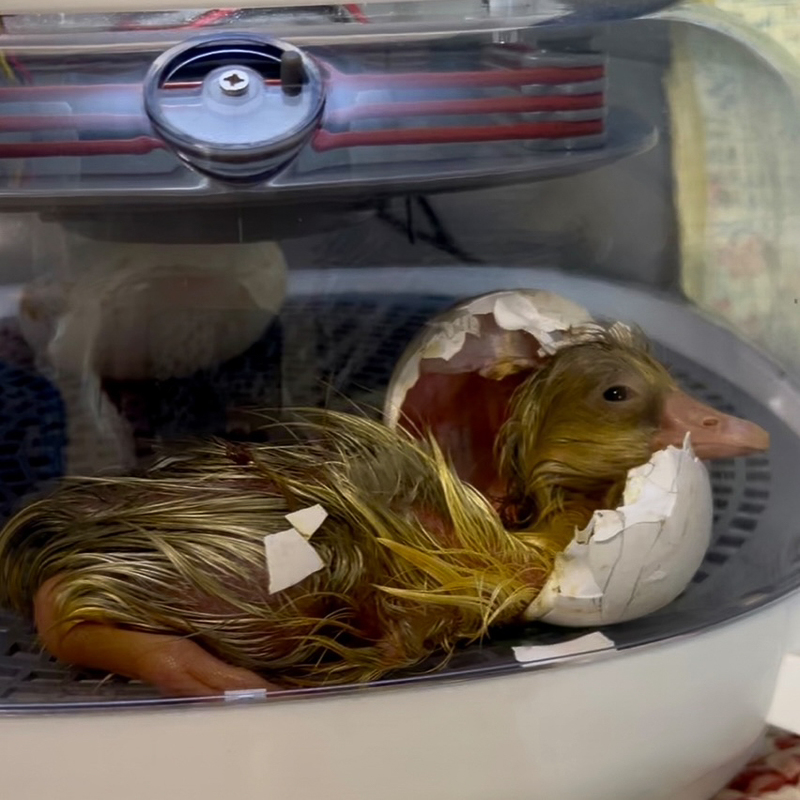 pictures of the incubation project
