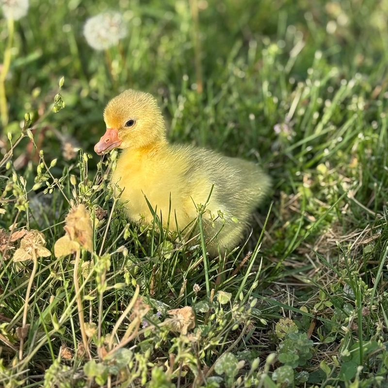 pictures of the incubation project