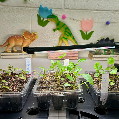 pictures of the incubation project