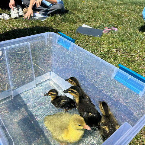 pictures of the incubation project