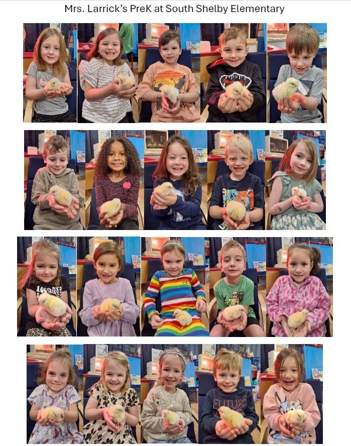 PreK Chicks Hatch